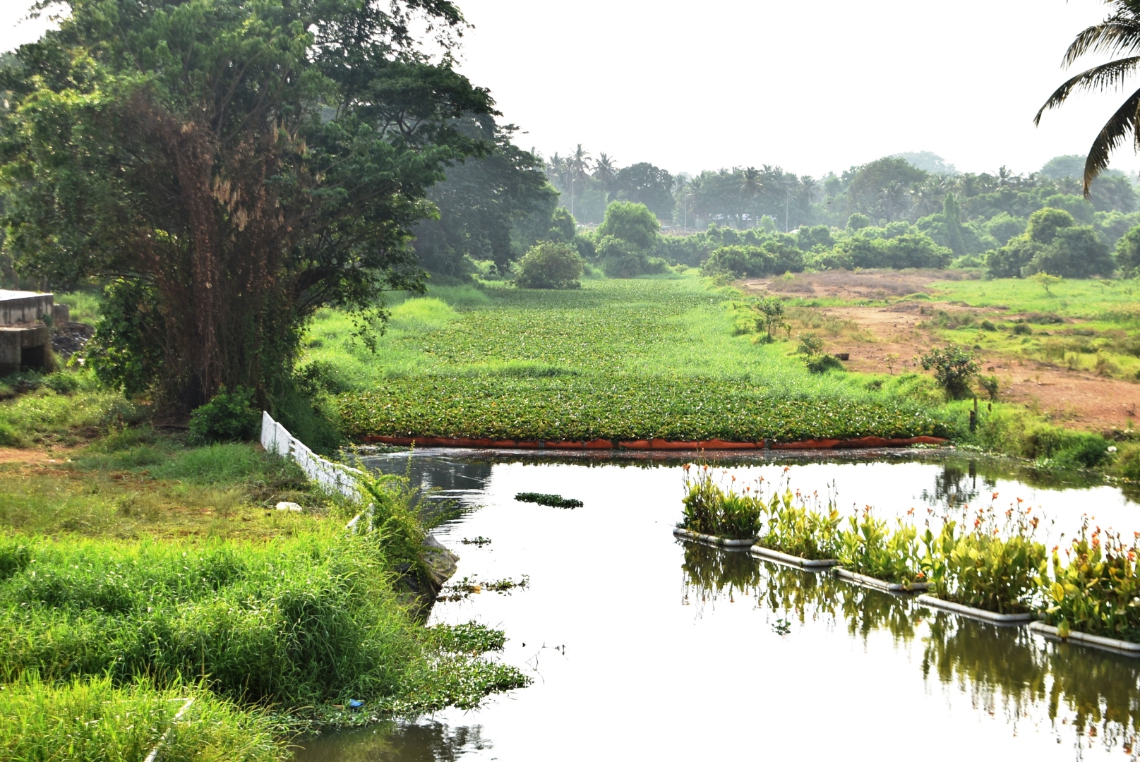 Hyacinth threat resurfaces in River Sal ahead of monsoon