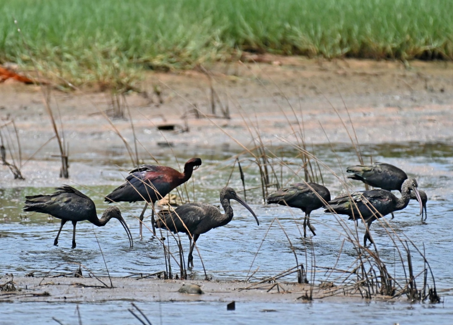 Every winter, fewer birds return to Goa
