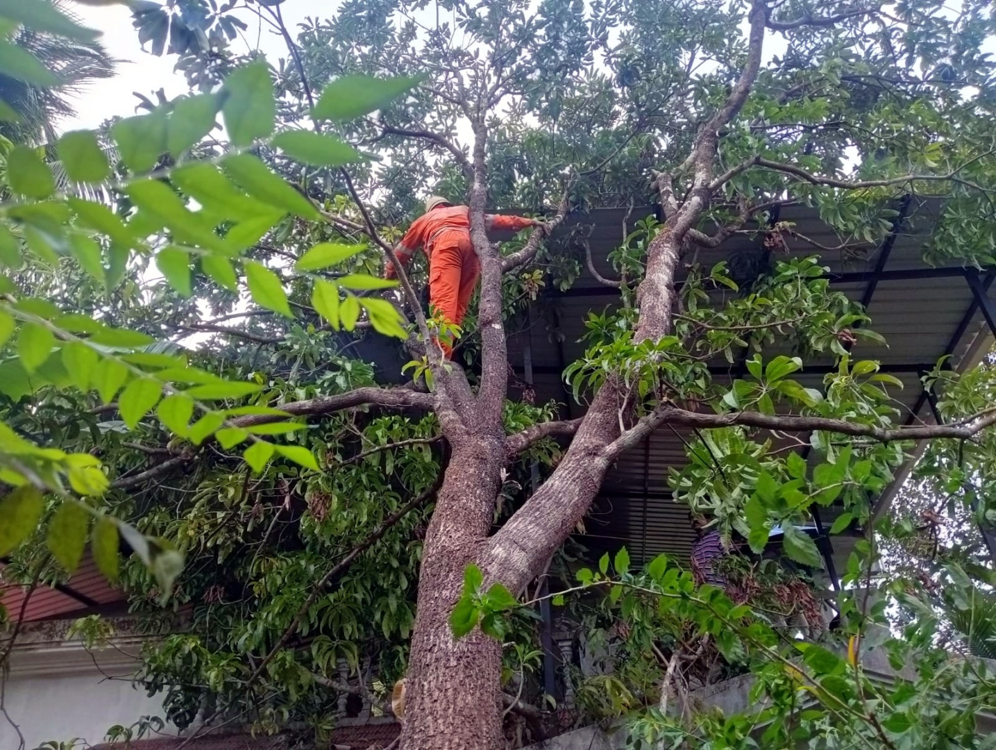 3 houses damaged due to strong winds in Sattari