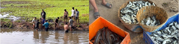 Bumper fish catch from Velsao lake distributed free to locals
