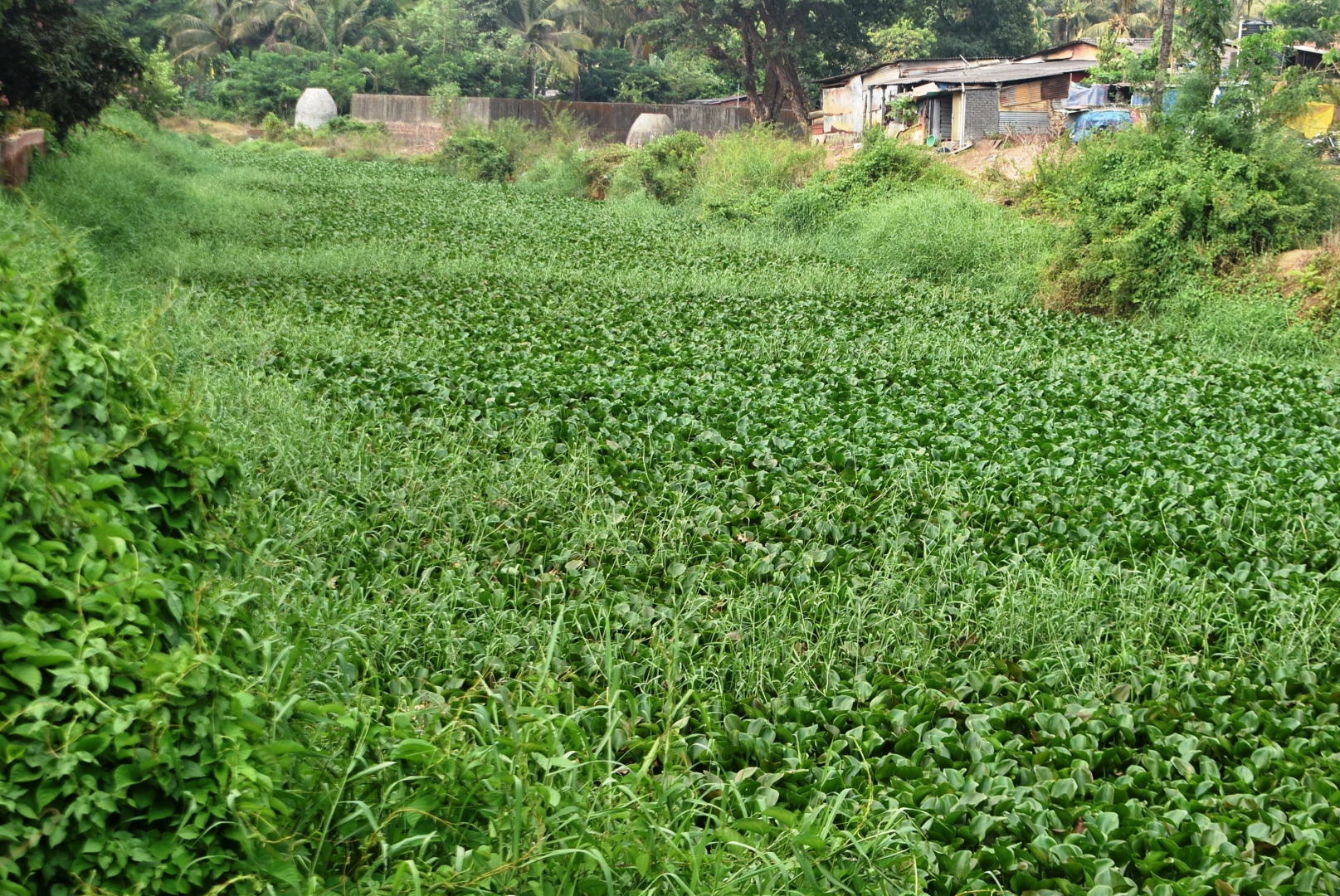 Sal de-weeding drive masks deeper drainage crisis
