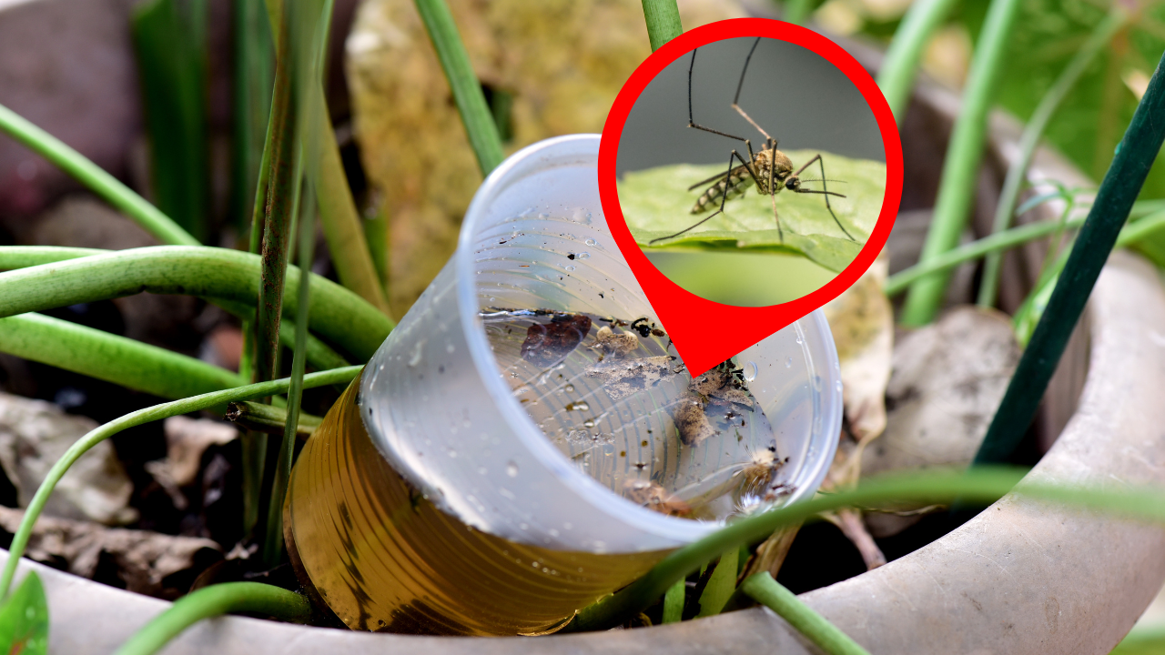 Stagnant water removal key to dengue control: Health officials