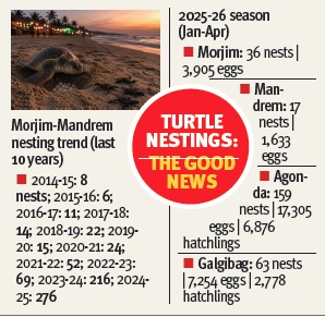 Turtle nesting boom on Goa beaches despite tourism rush
