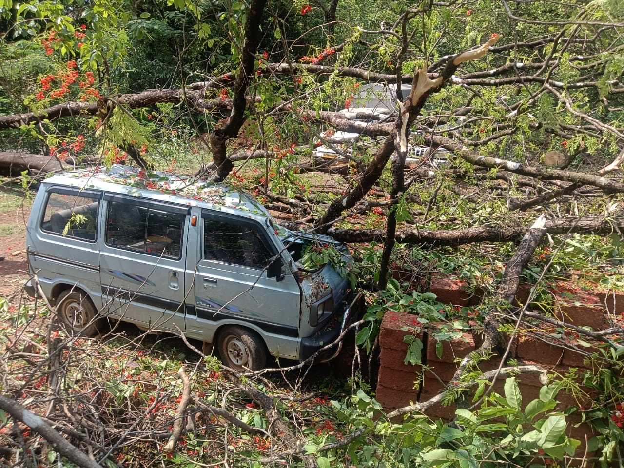 Gulmohar tree falls on parked car at Koparde