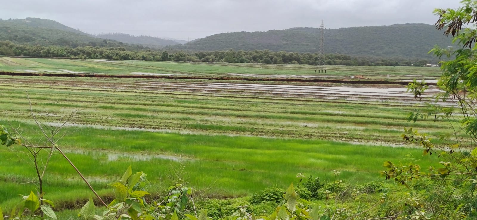 Loutolim farmers welcome NDZ tag for khazan fields