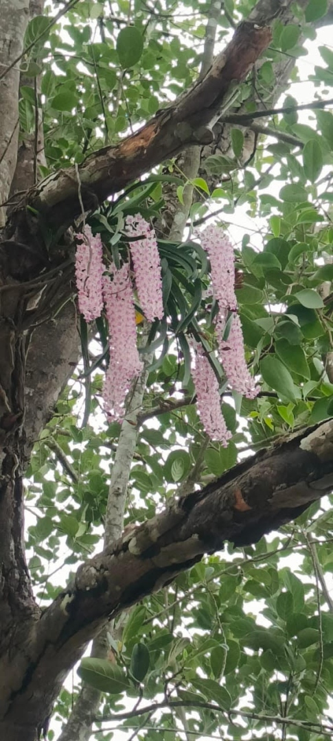 Rare ‘Sita’s Braid’ orchid blooms in Goa’s forests