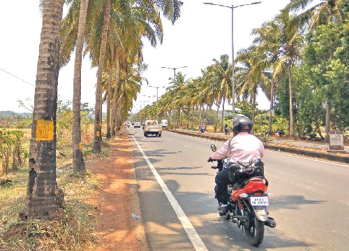 ‘Axe’ effect for 200 palms along Guirim highway