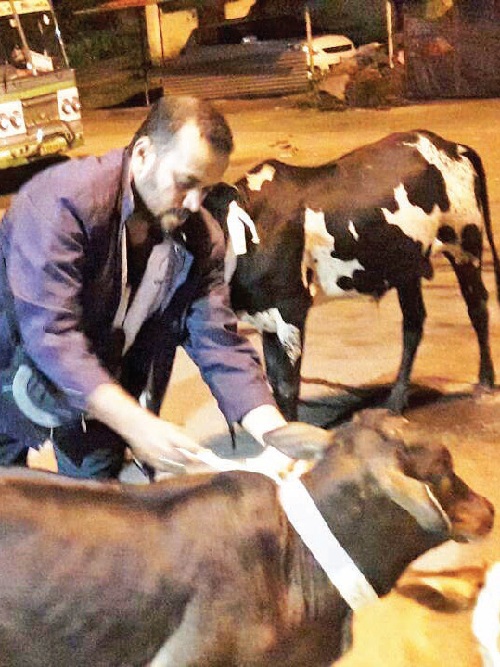 Now, reflectors tied to stray  cattle in Ponda