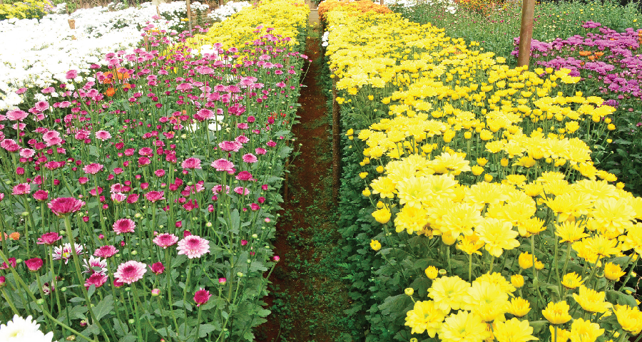 Floriculture flourishes in Goa