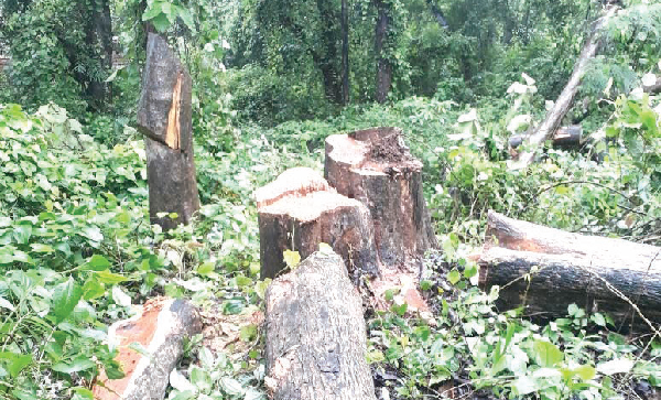 Curtorkars heckled by hacked trees, demand probe