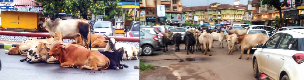 Stray cattle menace haunts motorists in Mapusa