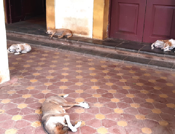Stray dog menace: Margao council has no solution