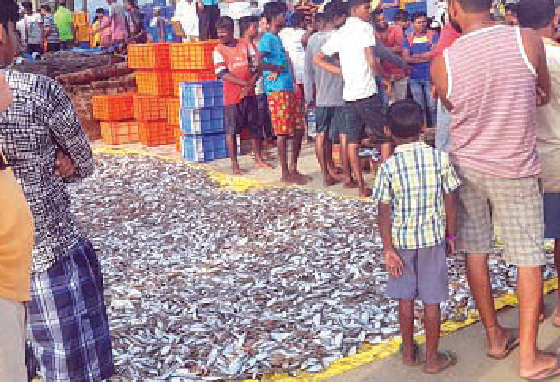 Canacona fishermen get bumper catch of solar shrimps