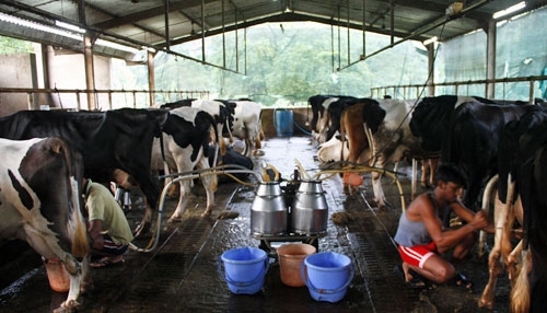 The Goan EveryDay: Milking the dairy farmer dry The Goan EveryDay: Milking the dairy farmer dry