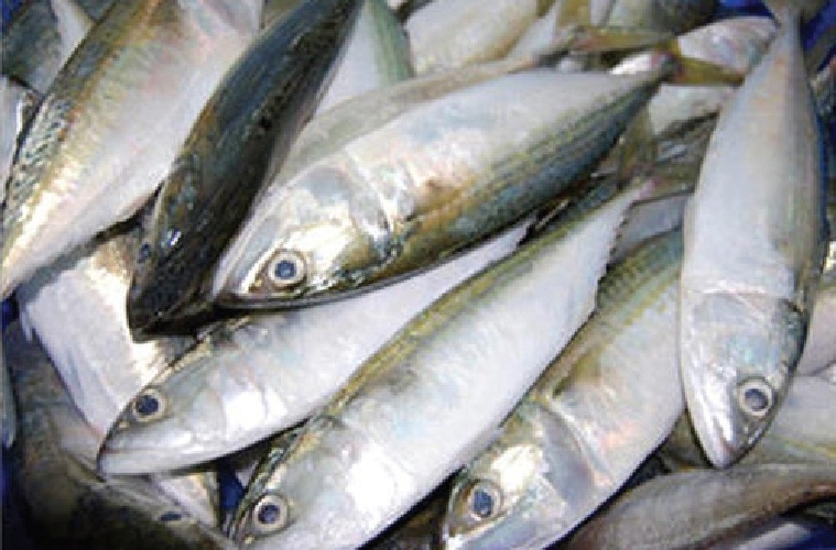 Modest mackerel beyond common man’s reach