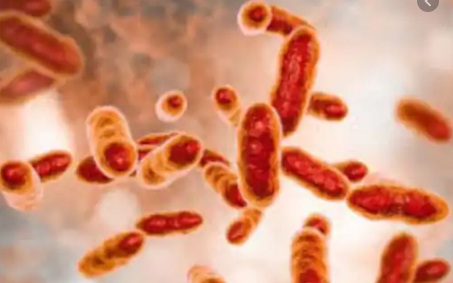 How deadly is China’s newest bacterial outbreak? Brucellosis, like the coronavirus disease, is caused by close contact with infected animals or animal products and can leave men infertile