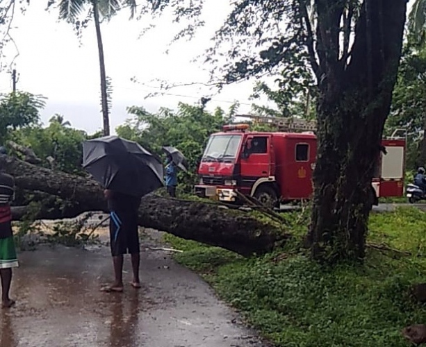 Tree falls on Uguem  road, traffic blocked