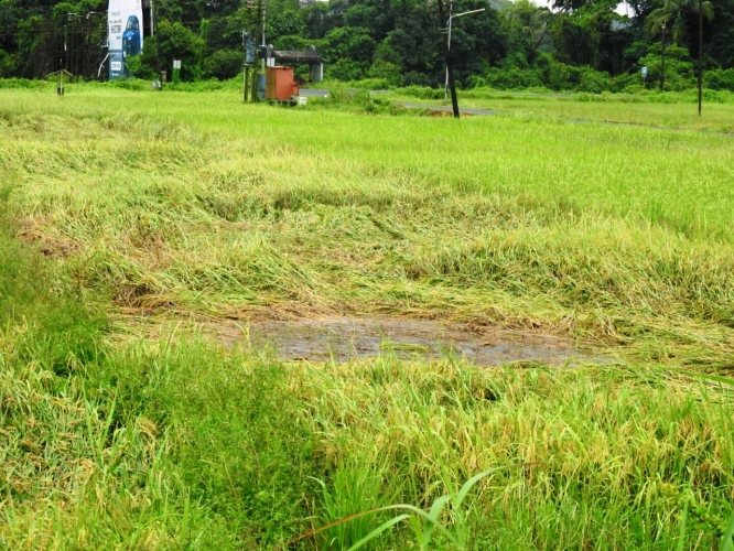 Paddy crop bears brunt, huge losses reported in Salcete