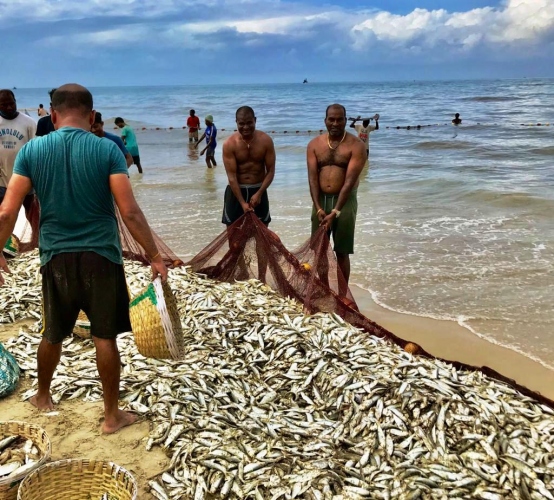 Bumper catch along the Salcete coast brings cheer to traditional fishermen