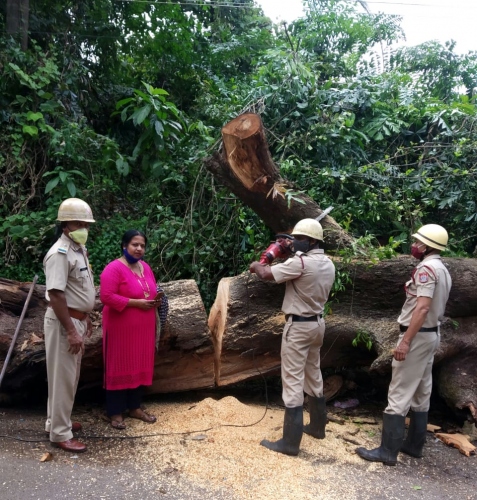 Finally, fallen tree trunk cleared at Azossim