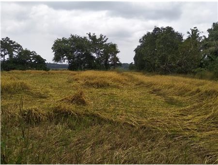 From heavy rains to lack of harvesting machines: Troubles for Aldona farmers keep piling up