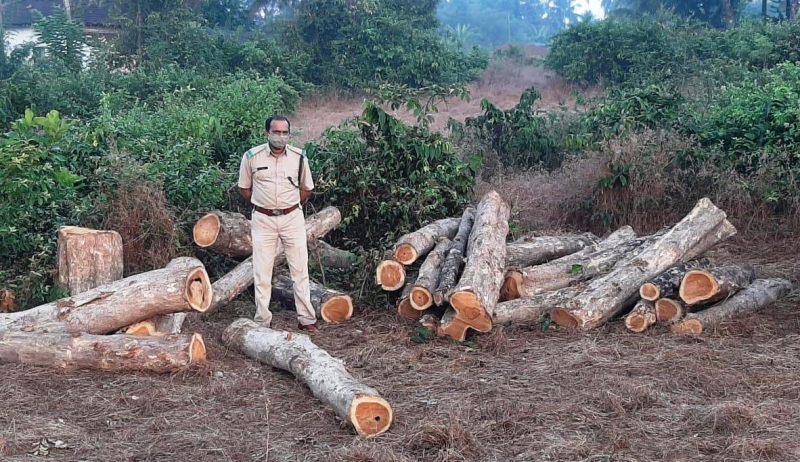 ﻿Forest dept conducts raid at Curtorim, seizes illegal timber worth Rs 6 lakh