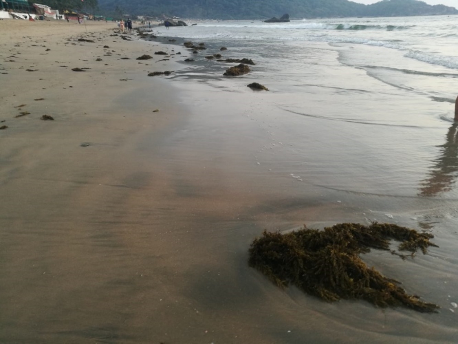 Seaweed infests Canacona shoreline