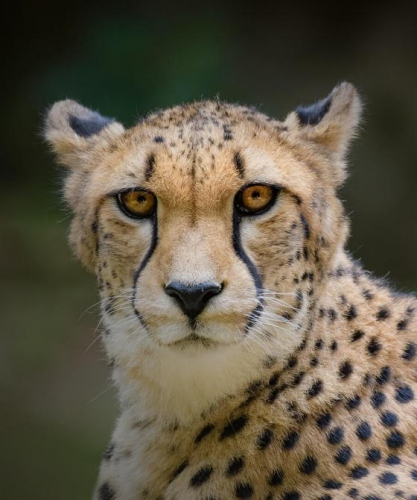 ﻿Not so fast: Why India’s plan to reintroduce cheetahs may run into problems