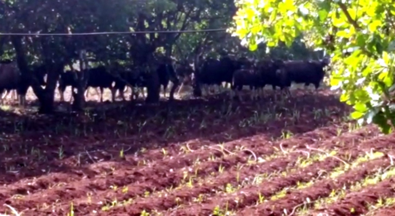 Herds of bison destroy crops  in villages bordering Goa