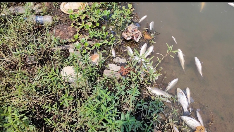 Dead fish found floating in Mapusa River