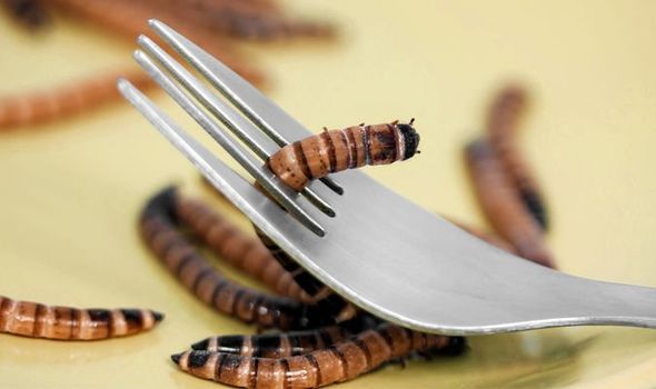 ﻿ON THE MENU: Combating malnutrition with maggots & kelp