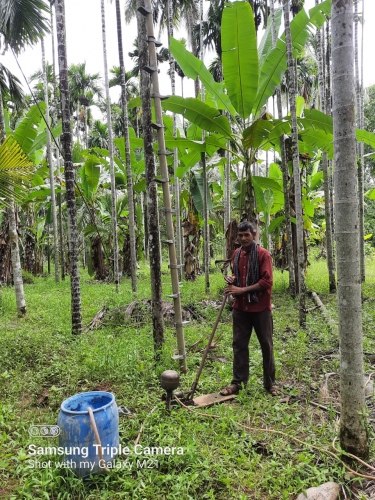 Farmers in Sattari start spraying fungicide to save betel nut trees