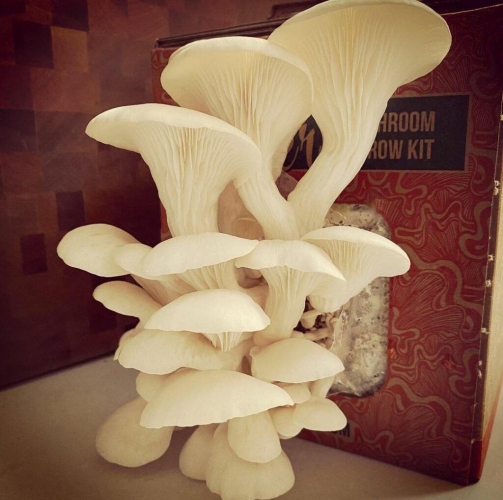 ﻿Oyster mushrooms: The Goan food of the future