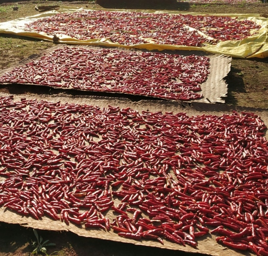 Prized Khola chillies likely to be off Goan menu