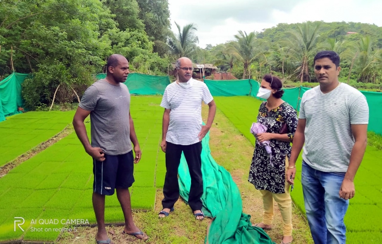 Two new paddy crops on   trial basis in Canacona