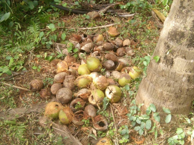 Monkeys blamed for Sattari coconut produce drop