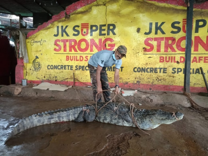 ﻿Nine-ft crocodile, exhausted and hurt, rescued at Bicholim