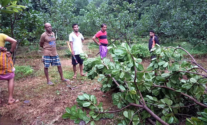 Locals upset as bison destroy cashew plantation in Mauxi