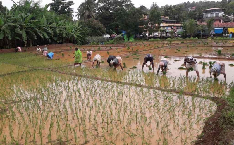 More areas under paddy cultivation, Parishioners in action