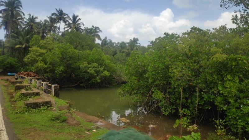Conserve our mangroves!