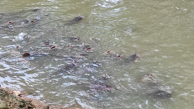 Fresh water fish ‘Tigur’, foul odour again brings to fore sewage water flowing into Comba nullah