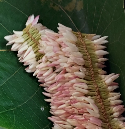 Pandemic dampens demand for ‘Jayo’, despite Shravan, prices still low