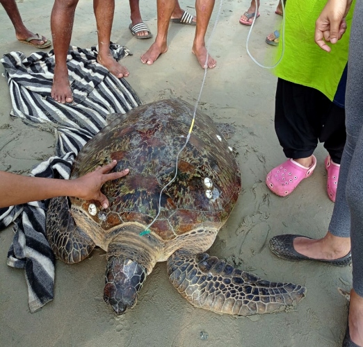 Green sea turtle rescued at Palolem