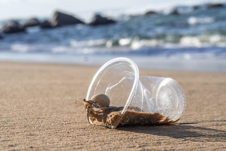 HOW PLASTICS IMPACT MARINE BIODIVERSITY