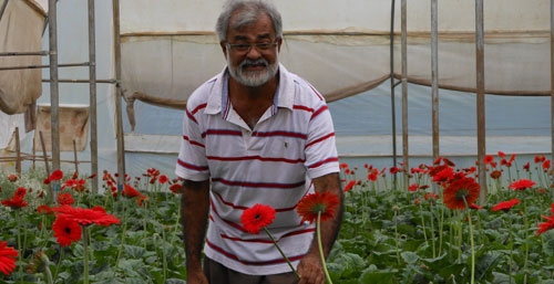 Garberas in the red