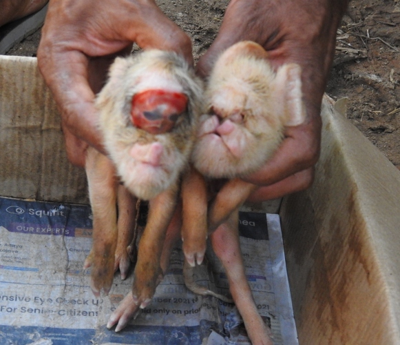 Pig gives birth to 2 resembling face of monkey in Betalbatim