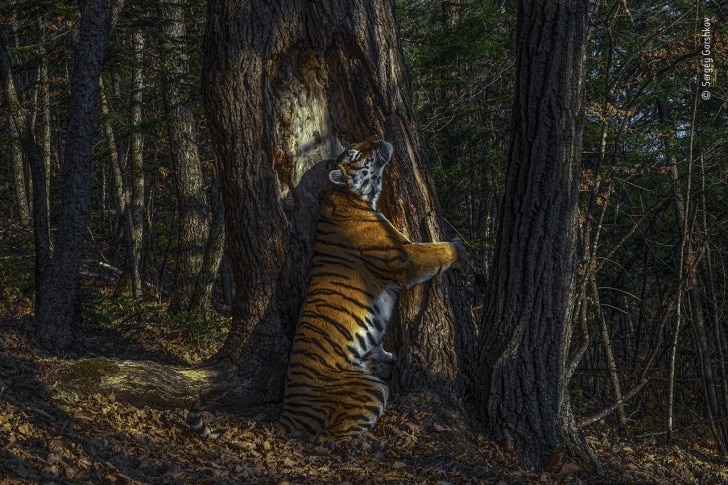 ﻿Significance of conserving our flora and fauna today