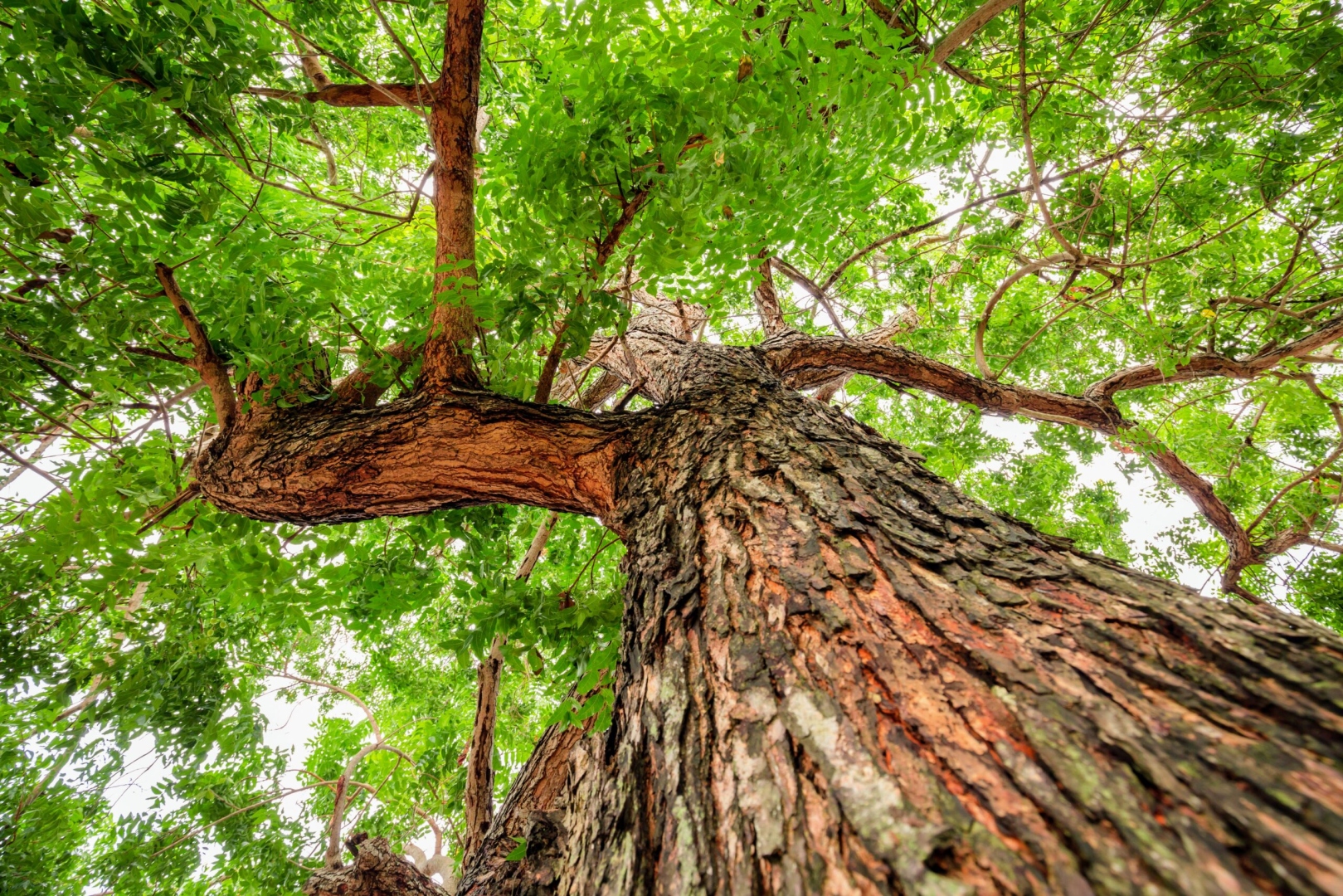 ﻿Bark of Neem tree may help treat, reduce coronavirus spread: Study