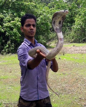 ﻿12-foot King Cobra rescued in Sattari