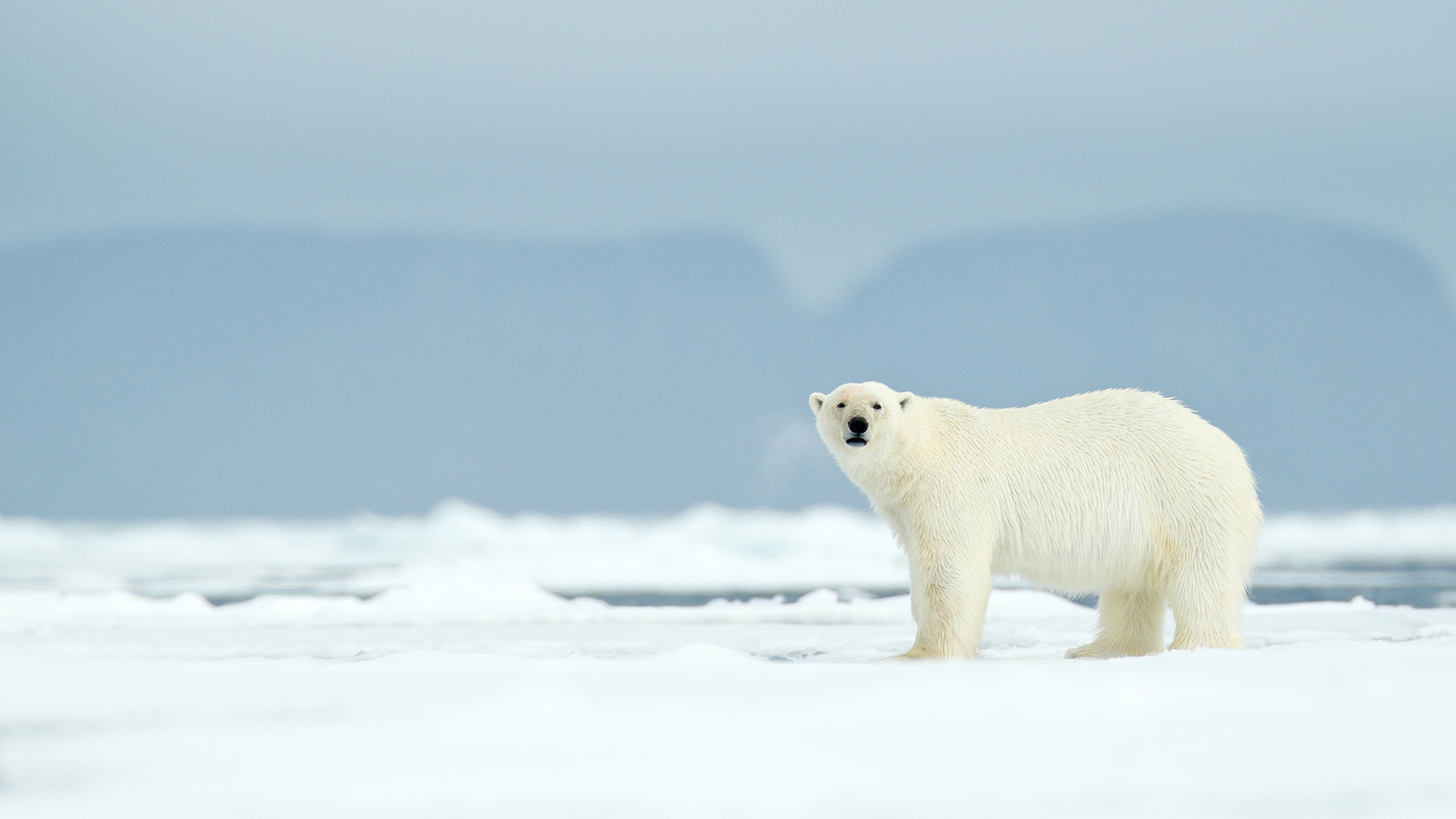 Why freezing the Arctic Council is bad news for global security